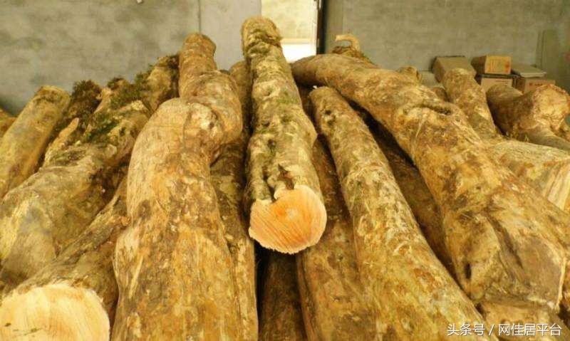 黄杨怎么鉴定真假,怎么鉴定黄杨木的真假