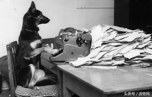 一群狗狗照片,82年的狗唯一一张的照片