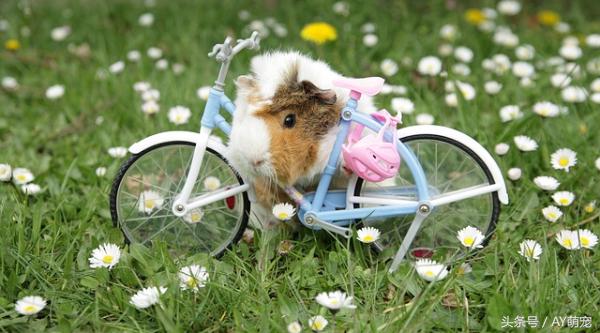 荷兰猪怎么才能养得好呢,最不好养的植物