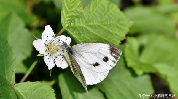 高钾血症的原因表现及处理,高钾血症心电图特征性表现
