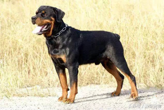 狗狗品种大全带你走进狗狗的世界,狗狗品种大全看看你认识几种