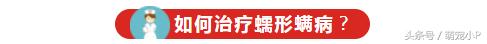 怎样预防狗狗得螨虫病,所有的狗狗都有病毒吗