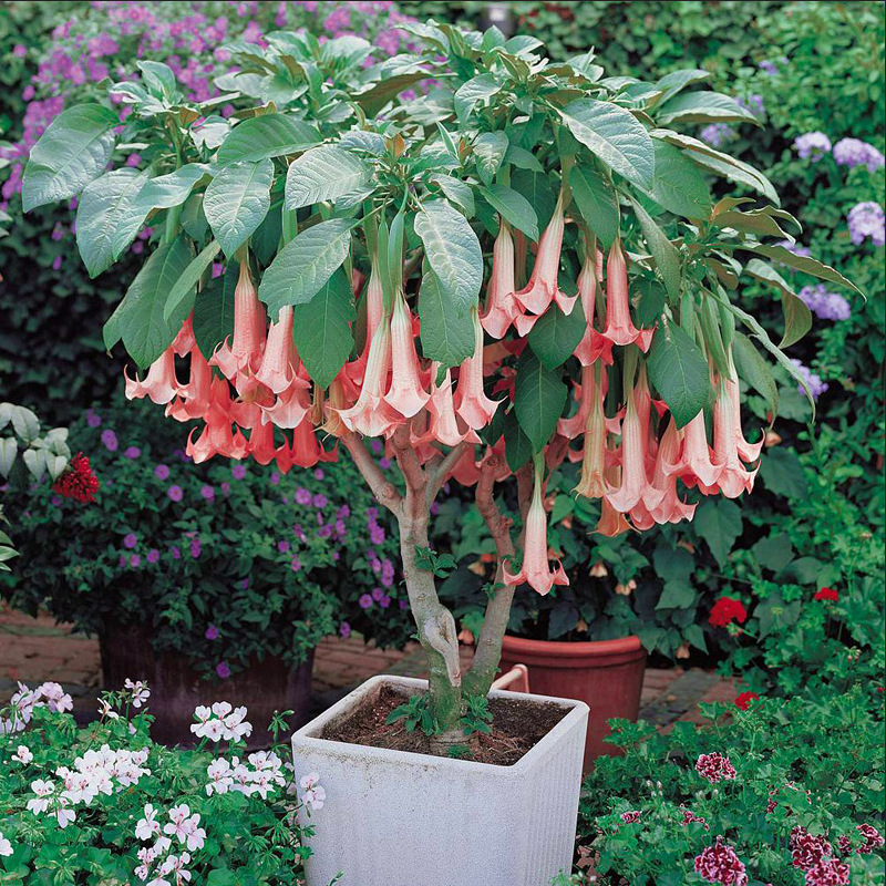 十种毒花不能养,十种大毒花家里经常养