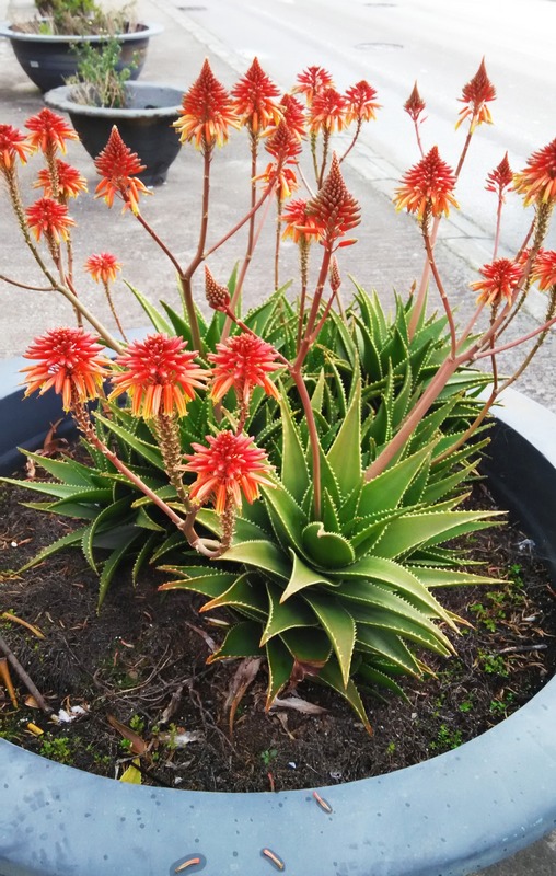 老人说三种花不吉利,这5种花适合老人养健康又长寿