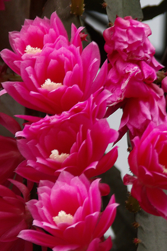 开花形状奇特的植物,一朵花开好久的植物