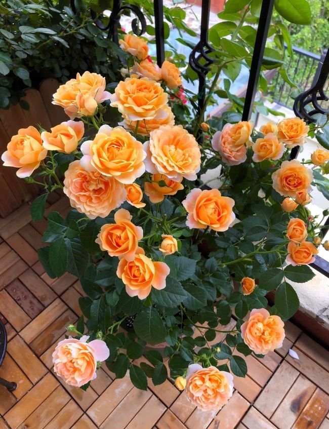 富贵花十种最吉利的花,哪些名花家里好养