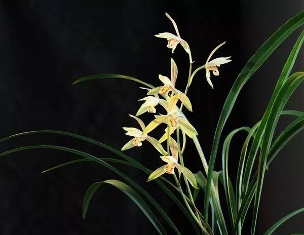 什么花高档大气好养,好养高大上漂亮有寓意的花