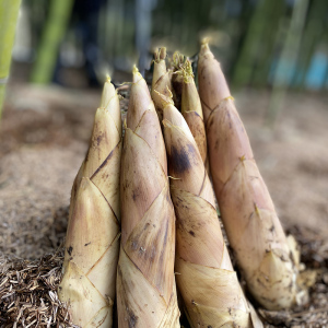 湖州的外地人都是哪里人,乡下人和城里人的对比作文