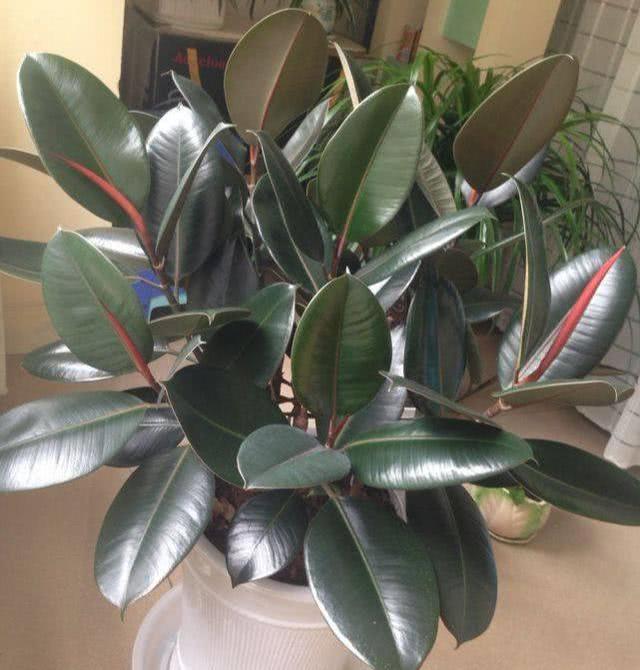 9种“健康花”,客厅一放,吸废气又高档,旺家更旺人