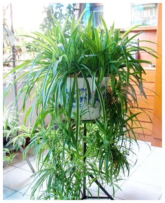 吸毒花怎么养,家庭好养的无毒花