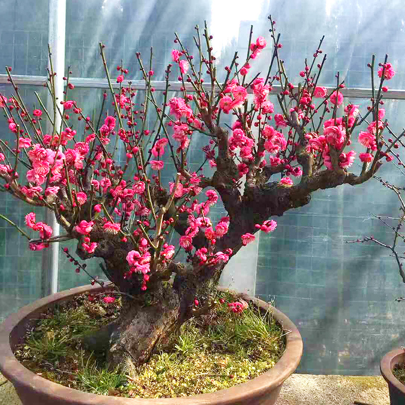 什么花高档大气好养,好养高大上漂亮有寓意的花