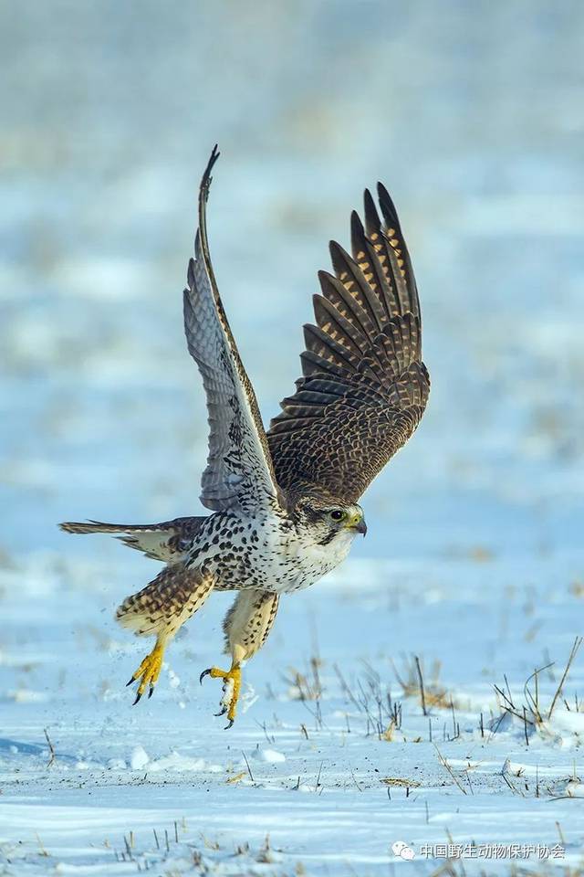 河南男子捡到只怪鸟，想要放生，专家看完后：价值600万