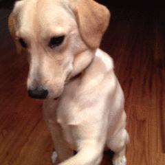 推荐几种狗不贵又好上手养就对了,建议穷人养的10种小巧便宜狗