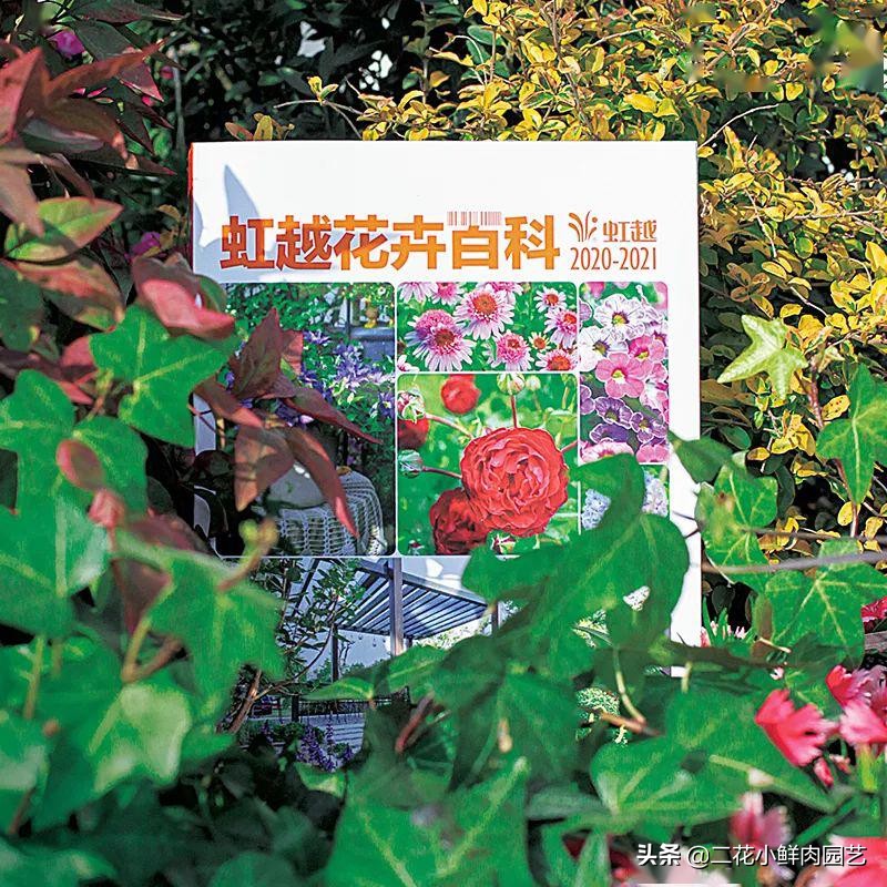 鍥壓鑺卞崏绉嶆鐭ヨ瘑鍏ラ棬,鑺卞崏鍥壓濡備綍鍏ラ棬