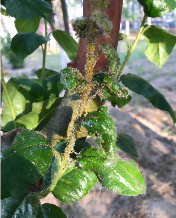 “花贵妃”——海棠蚜虫防治小技巧