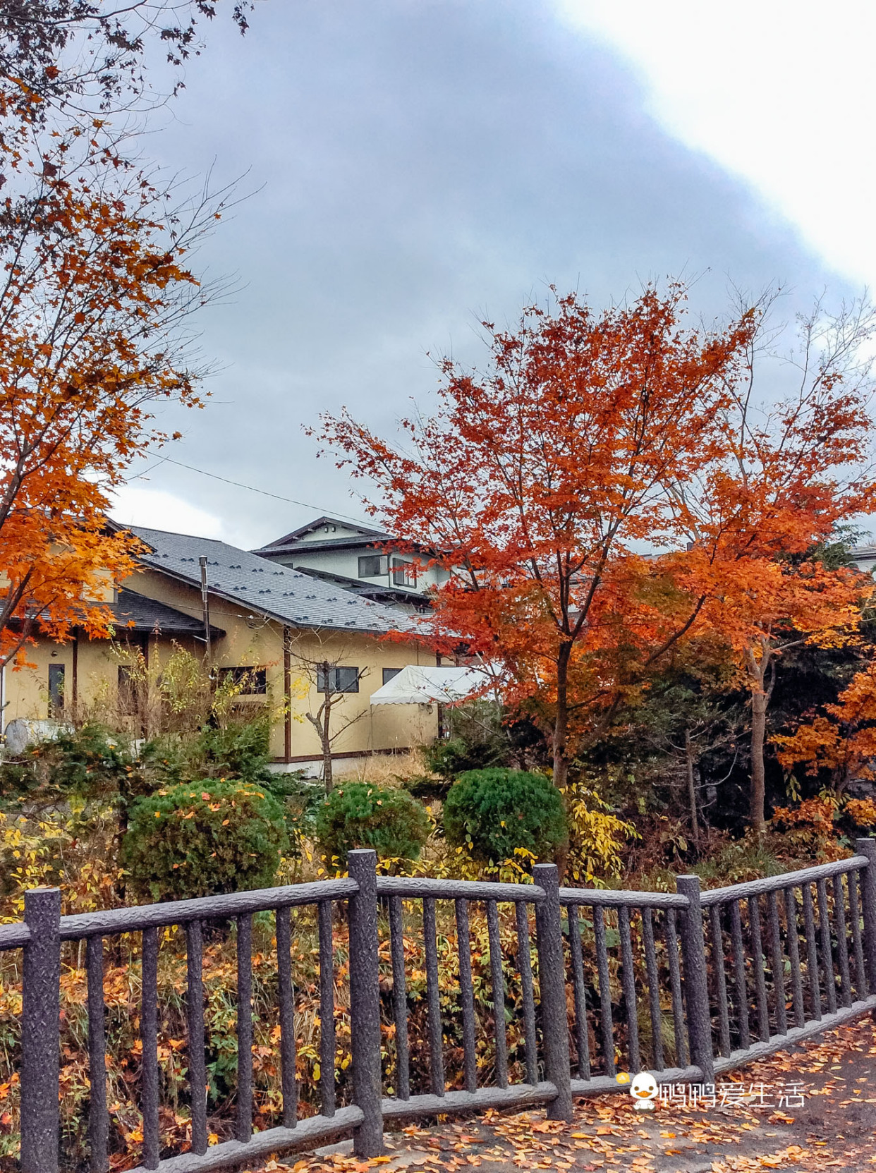 日本“小九寨”藏在富士山下,5月起繁花盛开,还能把泉水带回家