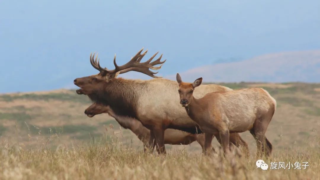 加州沿海1号公路,加州沿海一号公路一日游推荐