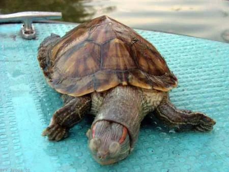 家里养龟的方法和技巧,养龟技巧视频教程全集