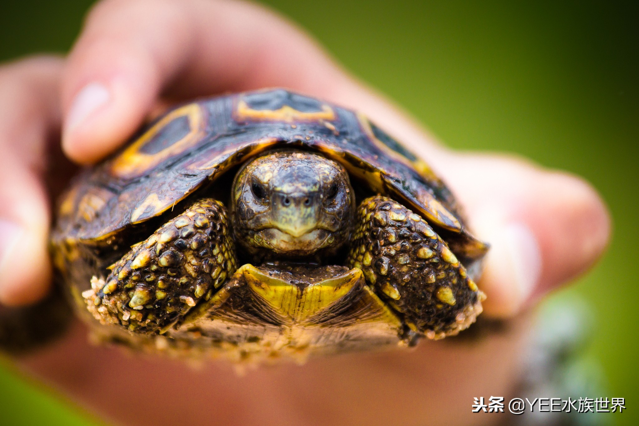 鱼和乌龟混养为啥鱼都死了,鱼跟乌龟混养最大的问题