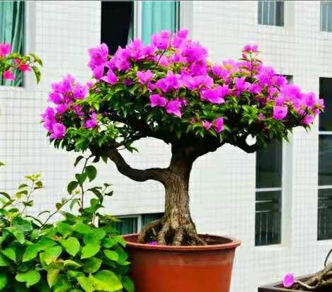 三角梅盆景入门就是这七步,三角梅盆景造型怎样才不会断