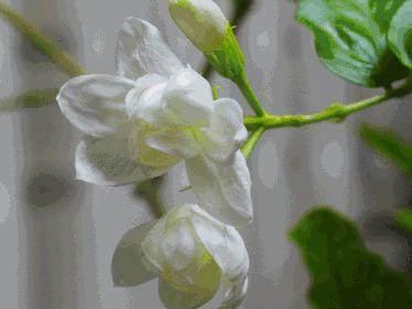 你是几月出生就注定你是什么性格,每月用什么花来代表人的性格