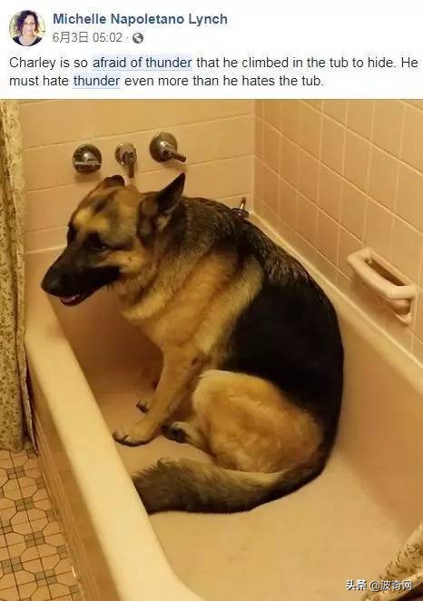 狗狗害怕主人怎样缓解,狗狗害怕主人还能恢复信任吗