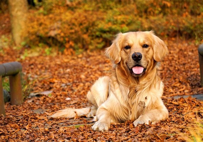 怎么判断母狗有没有做绝育,母狗如何判断有没有做绝育