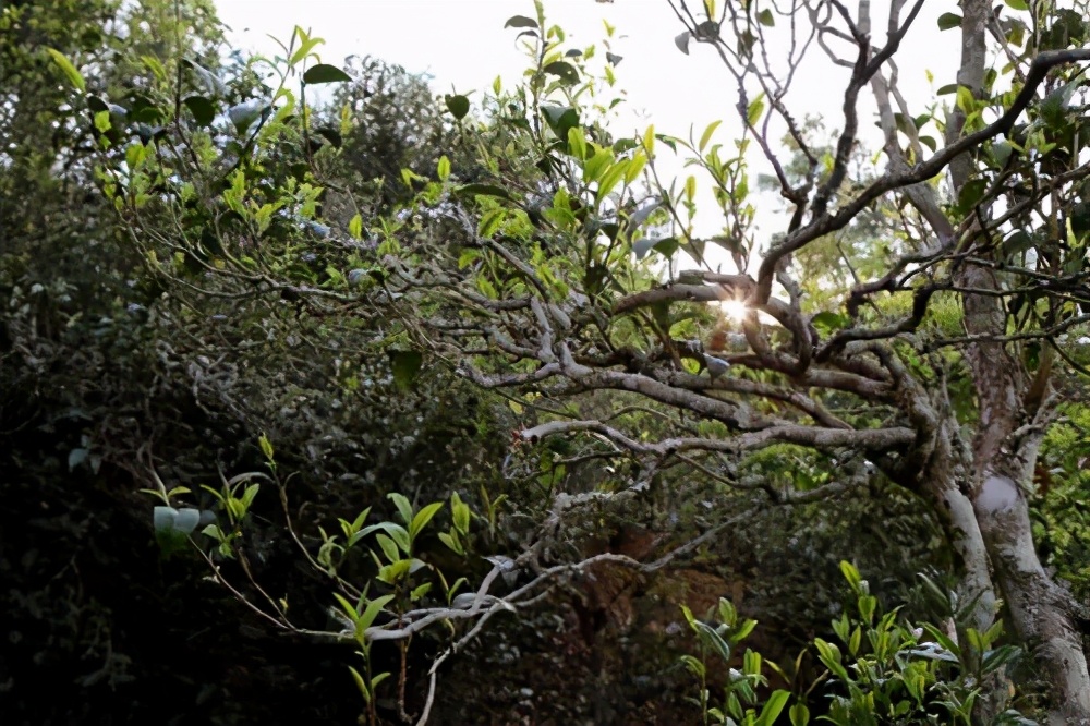 那罕古树茶与昔归古树茶区别,云南昔归古树茶视频