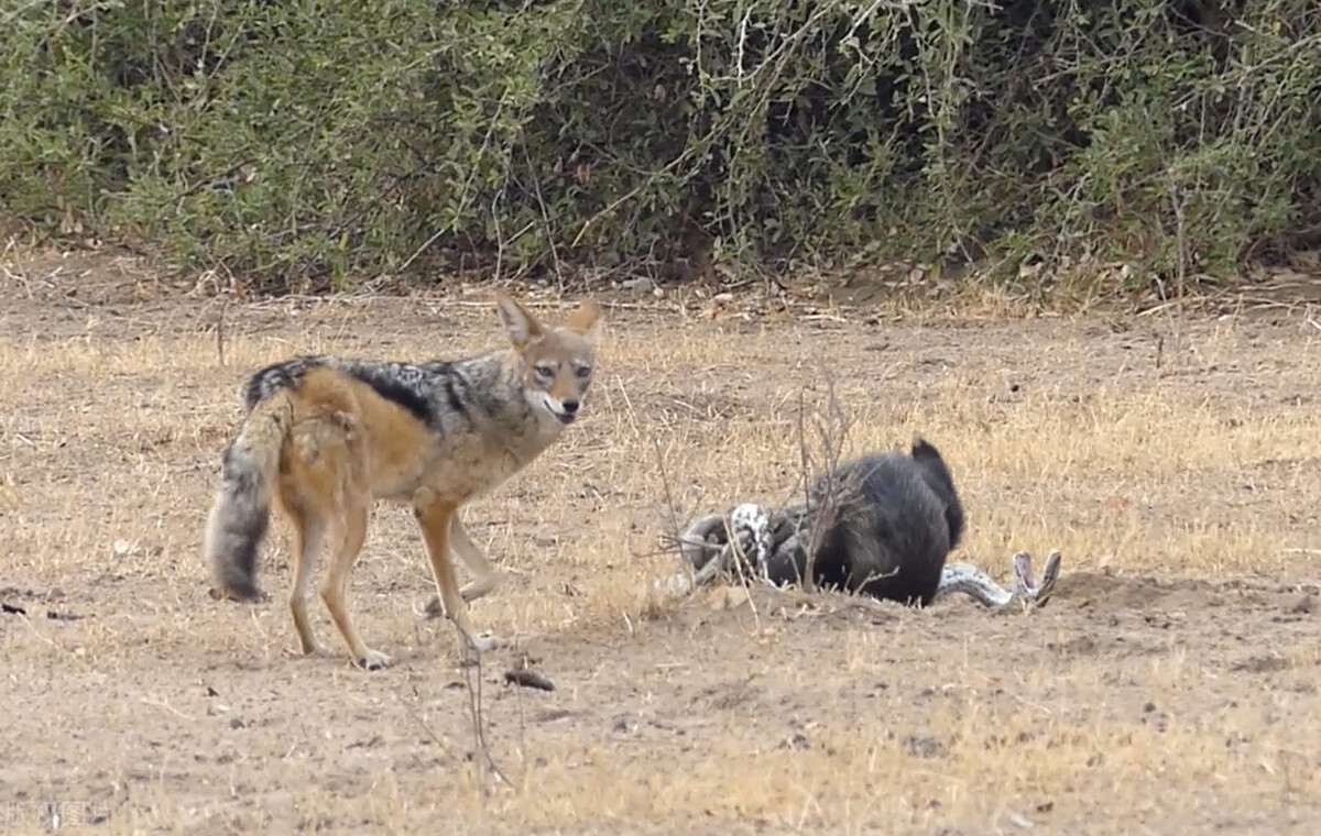 蜜獾为什么不怕各种大型肉食动物,了解真实动物界平头蜜獾