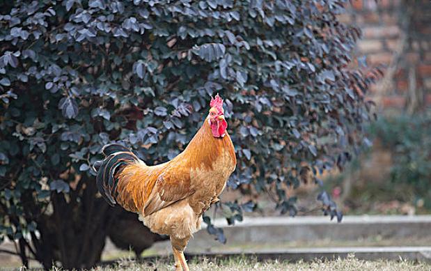 鸡拉血便怎么处理,鸡拉料粪怎么治疗
