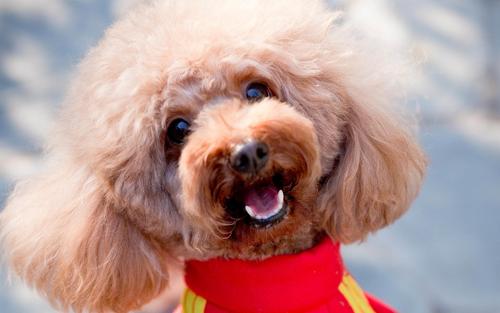 建议穷人养的10种便宜狗有哪些,陪孩子玩耍价格不贵的狗