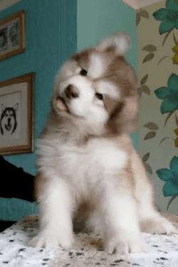 高颜值肌肉奶狗,什么样的小奶狗最可爱