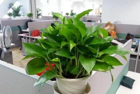 绿萝需要什么样的肥料才能够旺盛,绿萝用什么肥料养才能更旺盛