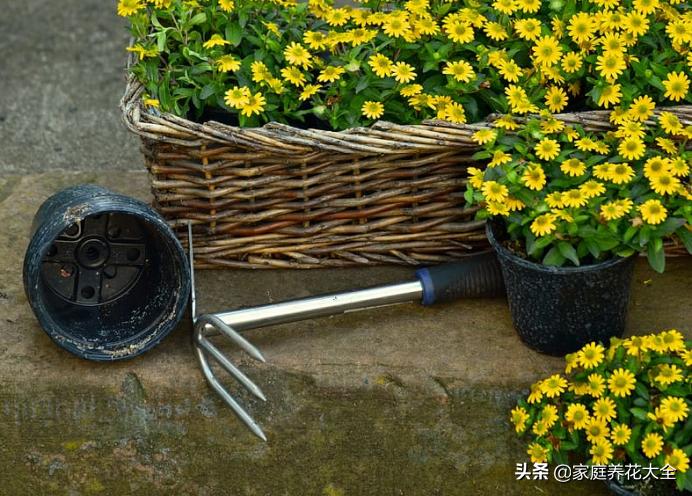 养花从播种到开花教程,新手养花的正确方法图解