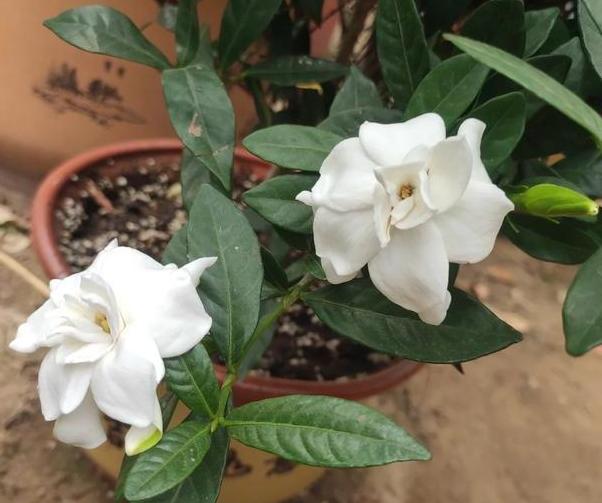 养花土壤结块怎么办,养花怎样避免土壤结块