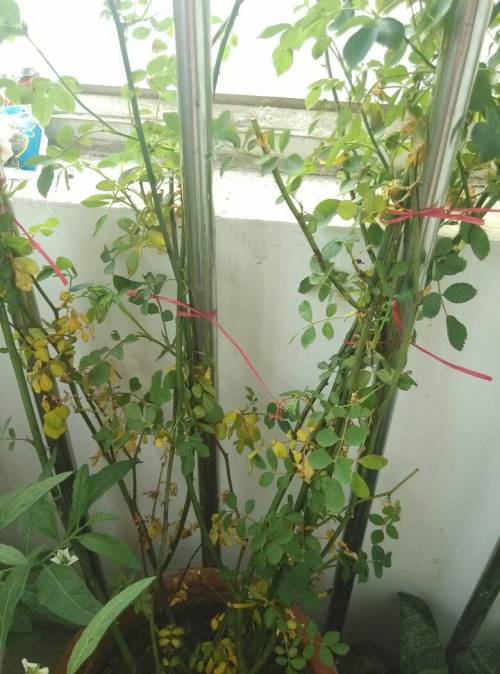 蚜虫的种类及图片大全,蚜虫种类有哪些图片