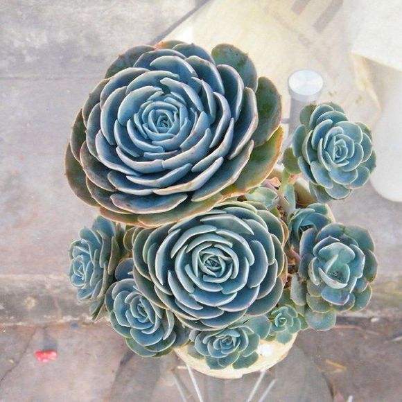 多肉玉蝶怎么爆多头,玉蝶多肉多头老桩状态图