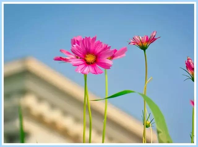 魔都四月赏花,魔都春季赏花好地方