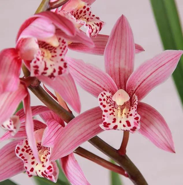 适合家养的兰花多少钱,适合家养的兰花品种图片