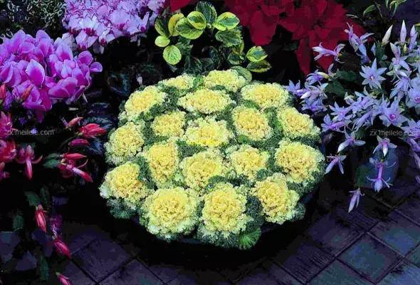 绿色像菜一样的花,像菜一样的花