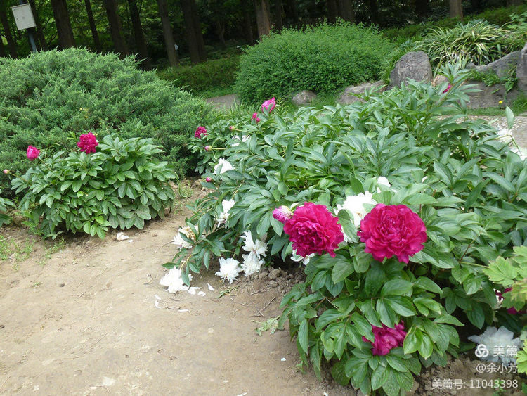 上海中山公园公寓,上海中山公园游玩攻略