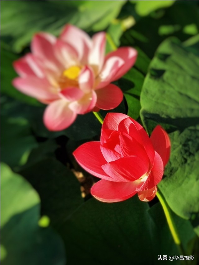 北京禧园：秋日荷花婀娜多姿惹人醉