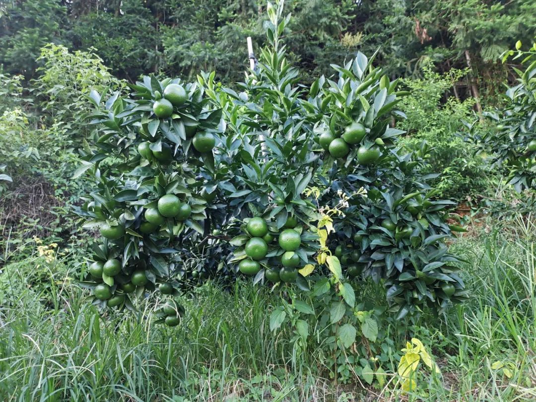 柑橘果的处理方法,柑橘大小果有办法补救吗