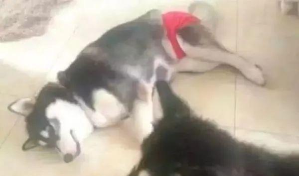 狗狗生理期突然来袭，铲屎官动手DIY，真是不给汪留一点情面