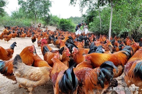鸡咳嗽眼睛肿怎么治疗,鸡感冒流眼泪怎么治好得快