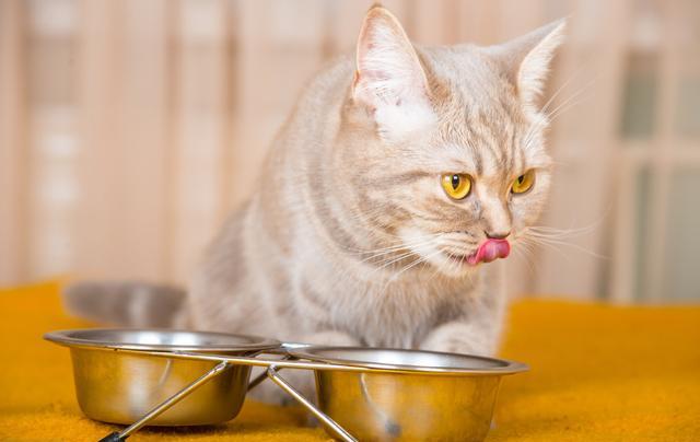 orijen渴望猫粮高蛋白,渴望猫粮测评