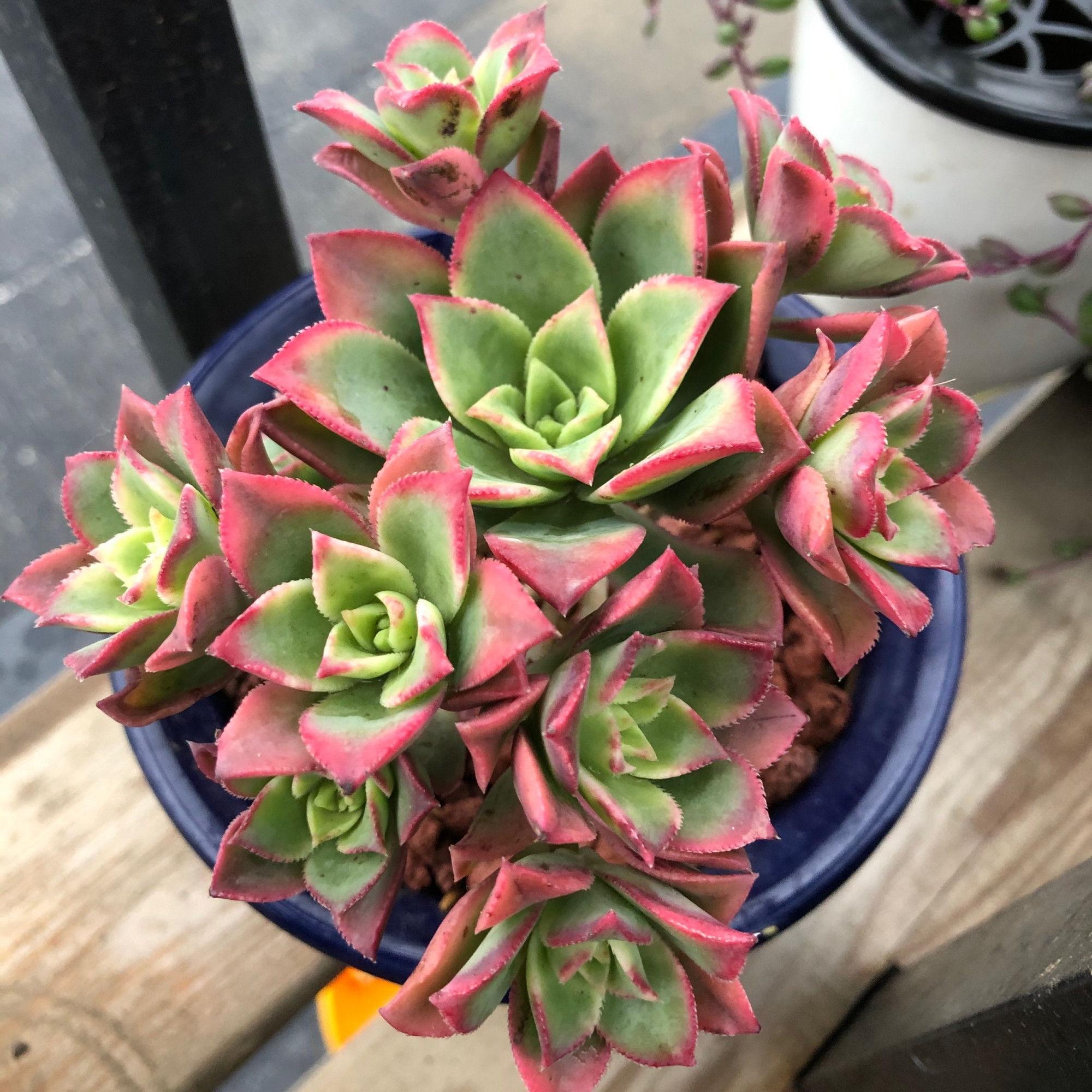 艳日辉长了很多侧芽要剪掉吗,艳日辉怎么养出状态