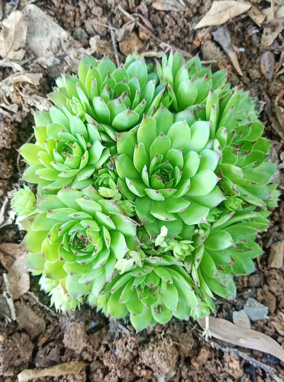 什么多肉耐冻又好吃,不惧零下五六度的多肉