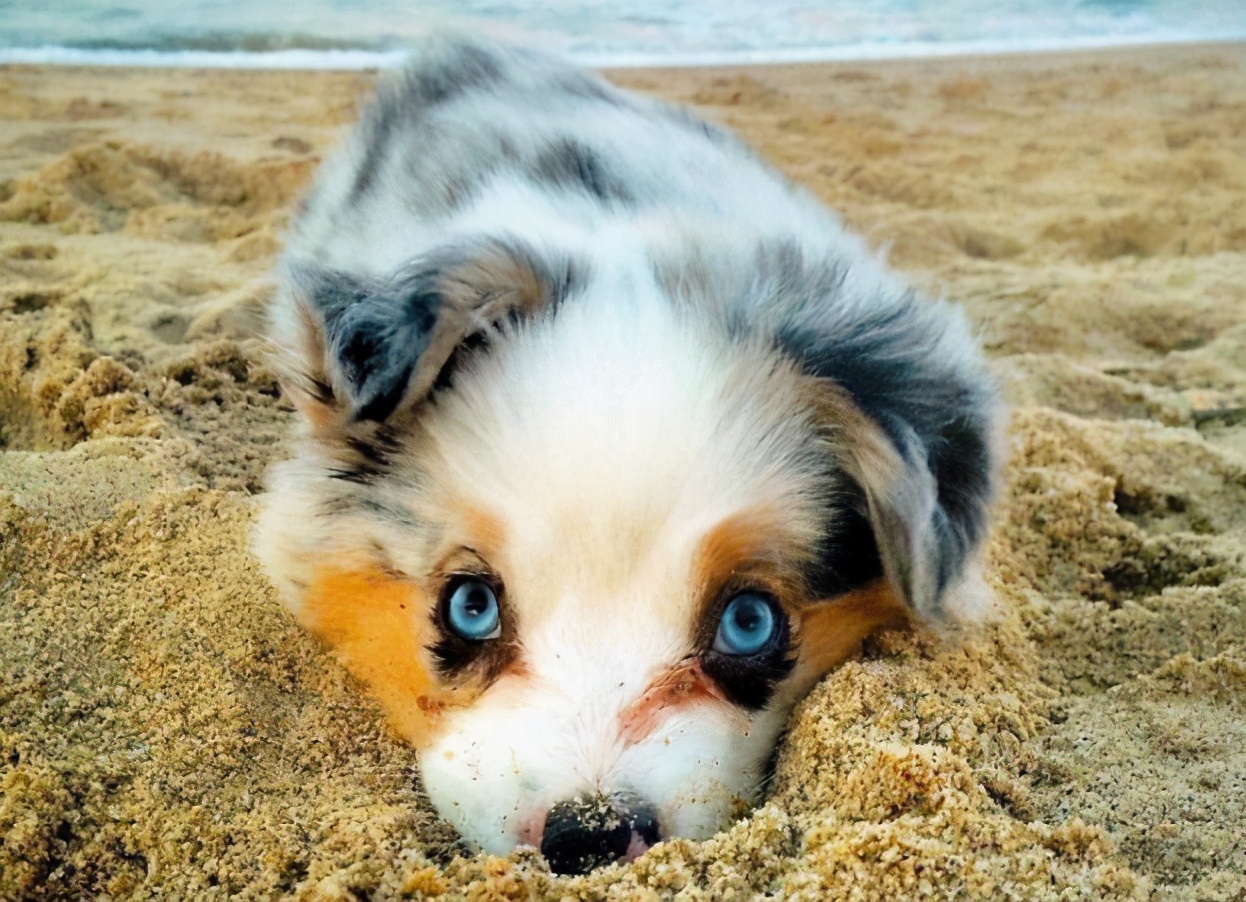 小狗晚上不停哼哼唧唧叫唤怎么办,刚到家的小狗为什么总是喜欢咬人