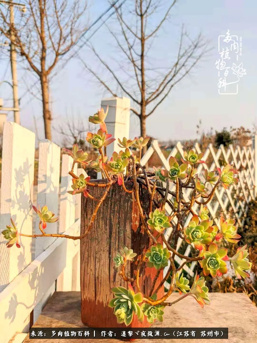 围观多肉版武林大会，一起穿越吧,下